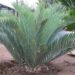 ENCEPHALARTOS LONGIFOLIUS – BLUE FORM MEDIUM TO LARGE RARE SOUTH AFRICAN CYCAD