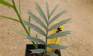 ENCEPHALARTOS LONGIFOLIUS X E. ARENARIUS ANOTHER OUTRAGEOUS SOUTH AFRICAN HYBRID