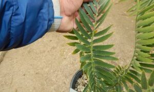 ENCEPHALARTOS MUNCHII A RARE CENTRAL AFRICAN CYCAD