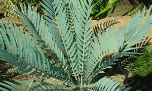 ENCEPHALARTOS PRINCEPS A SOUGHT AFTER AND FAVORITE BLUE SOUTH AFRICAN CYCAD
