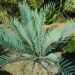 ENCEPHALARTOS PRINCEPS A SOUGHT AFTER AND FAVORITE BLUE SOUTH AFRICAN CYCAD