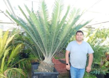 ASSORTED MATURE CONING SIZED CYCADS MANY SHOWN BELOW CAN TOLERATE SOME SHADE