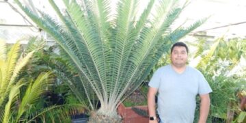 ASSORTED MATURE CONING SIZED CYCADS MANY SHOWN BELOW CAN TOLERATE SOME SHADE