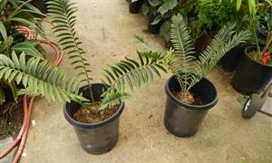 ENCEPHALARTOS TRANSVENOSUS THE MODJADJI CYCAD LARGE SOUTH AFRICAN CYCAD SPECIES