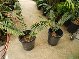 ENCEPHALARTOS TRANSVENOSUS THE MODJADJI CYCAD LARGE SOUTH AFRICAN CYCAD SPECIES