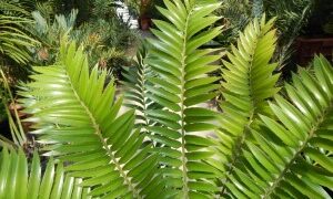 ENCEPHALARTOS TRANSVENOSUS LARGE SOUTH AFRICAN CYCAD SPECIES