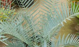 ENCEPHALARTOS TRISPINOSUS BLUE SOUTH AFRICAN CYCAD