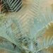 ENCEPHALARTOS TRISPINOSUS BLUE SOUTH AFRICAN CYCAD