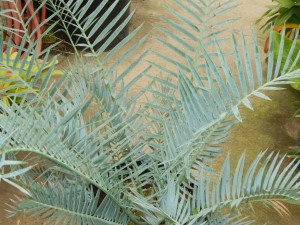 ENCEPHALARTOS TRISPINOSUS BLUE SOUTH AFRICAN CYCAD
