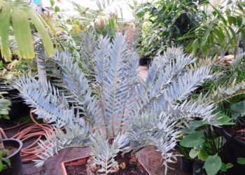 ENCEPHALARTOS TRISPINOSUS BLUE SOUTH AFRICAN CYCAD