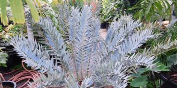 ENCEPHALARTOS TRISPINOSUS BLUE SOUTH AFRICAN CYCAD