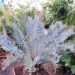 ENCEPHALARTOS TRISPINOSUS BLUE SOUTH AFRICAN CYCAD
