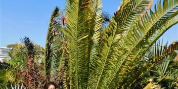 ENCEPHALARTOS WHITELOCKII LARGER CENTRAL AFRICAN CYCAD WITH LONG UPRIGHT LEAVES