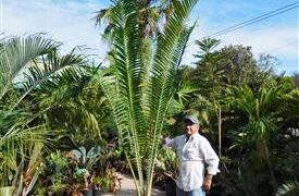 ENCEPHALARTOS WHITELOCKII LARGER CENTRAL AFRICAN CYCAD