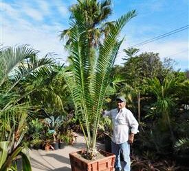 ENCEPHALARTOS WHITELOCKII LARGER CENTRAL AFRICAN CYCAD
