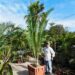 ENCEPHALARTOS WHITELOCKII LARGER CENTRAL AFRICAN CYCAD