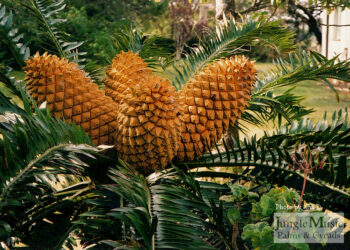 ENCEPHALARTOS CONES