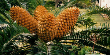 ENCEPHALARTOS CONES
