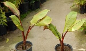 ENSETE VENTRICOSUM “MAURELII” THE RED BANANA