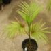 EUTERPE EDULIS THIN, SINGLE TRUNK PINNATE PALM EXOTIC AND TROPICAL APPEARING