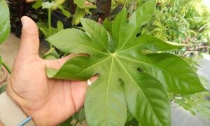 FATSIA JAPONICA THE JAPANESE ARALIA