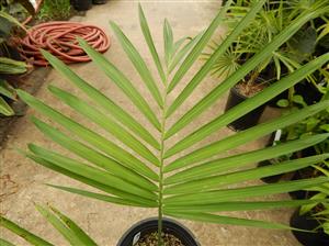 GAUSSIA GOMEZ-POMPAE BIGGER AND TALLER THAN GAUSSIA MAYA
