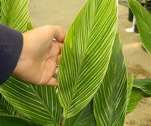 PINSTRIPE GINGER DWARF GINGER WITH WHITE ON GREEN STRIPED LEAVES