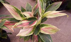 HAWAIIAN TI PLANTS GREAT COLOR FOR THE GARDEN ASSORTMENT OF NEW VARIETIES AT NURSERY