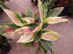 HAWAIIAN TI PLANTS GREAT COLOR FOR THE GARDEN ASSORTMENT OF NEW VARIETIES AT NURSERY