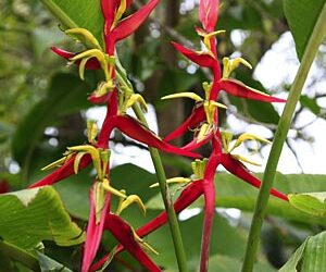 HELICONIA SCHIEDIANA BANANA-LIKE SUCKERING TROPICAL PLANT