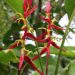 HELICONIA SCHIEDIANA BANANA-LIKE SUCKERING TROPICAL PLANT