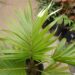 HOWEA BELMOREANA THE SENTRY OR UMBRELLA PALM