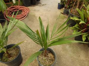 JUBAEA CHILENSIS THE CHILEAN WINE PALM