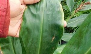 KAHILI GINGER HEDYCHIUM GARDNERIANUM