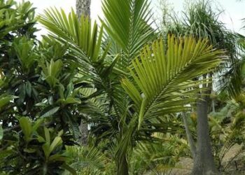 KENTIOPSIS OLIVIFORMIS A GREAT CROWN SHAFTED PALM