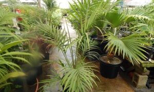 LACCOSPADIX AUSTRALASICA SINGLE TRUNK MOUNTAIN FORM