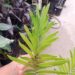 LEPIDOZAMIA HOPEI LEPIDOZAMIA SPECIES WITH WIDER LEAFLETS
