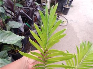 LEPIDOZAMIA HOPEI LEPIDOZAMIA SPECIES WITH WIDER LEAFLETS