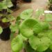 LIGULARIA TUSSILANGINEA – AKA FARUGIUM TUSSILANGINEA LILY-LIKE, FLAT GREEN LEAVES