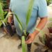 LIVISTONA DECIPIENS  – AKA LIVISTONA DECORA THIN TRUNK AUSTRALIAN FAN PALM