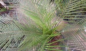 MACROZAMIA COMMUNIS MEDIUM SIZED GREEN CYCAD FROM EASTERN AUSTRALIA