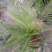MACROZAMIA COMMUNIS MEDIUM SIZED GREEN CYCAD FROM EASTERN AUSTRALIA