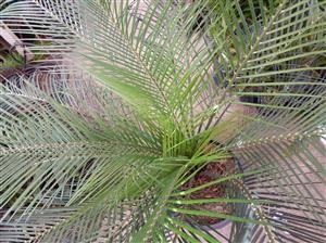 MACROZAMIA COMMUNIS MEDIUM SIZED GREEN CYCAD FROM EASTERN AUSTRALIA