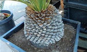 MACROZAMIA MOOREI LARGER COLD HARDY CYCAD