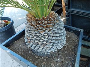 MACROZAMIA MOOREI LARGER COLD HARDY CYCAD