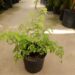 MAIDEN HAIR FERN GENUS ADIANTUM