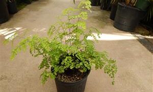 MAIDENHAIR FERN GENUS ADIANTUM