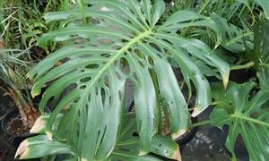 MONSTERA DELICIOSA “SWISS CHEESE PHILODENDRON”