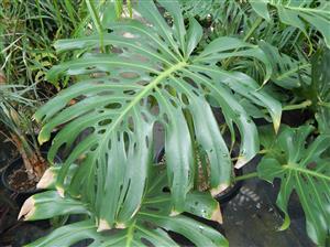 MONSTERA DELICIOSA “SWISS CHEESE PHILODENDRON”