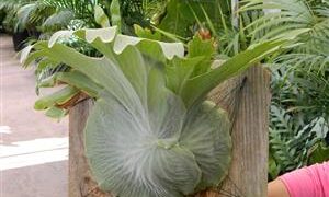 THE MOOSEHORN FERN PLATYCERIUM SUPERBUM